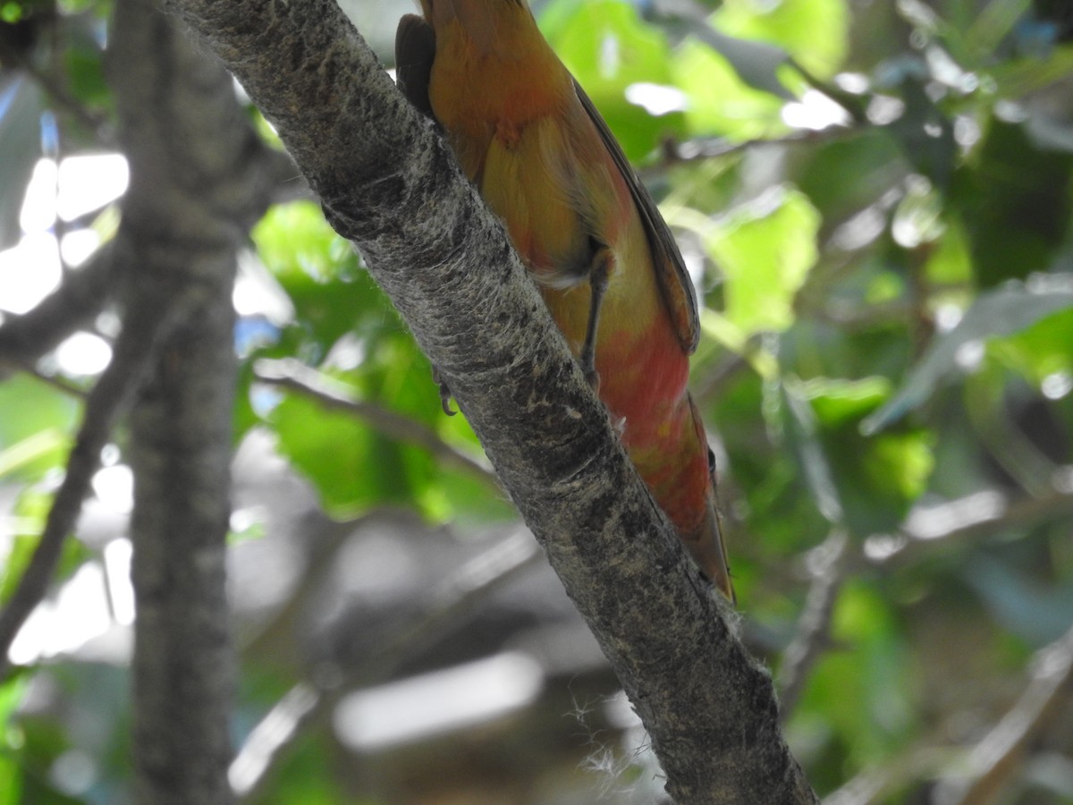 piranga ohnivá - ML620683007