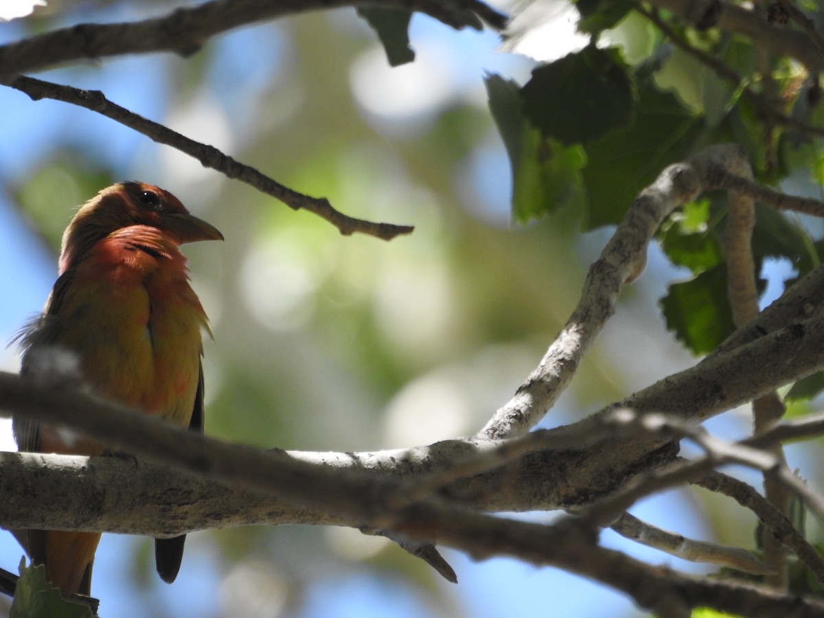 piranga ohnivá - ML620683008