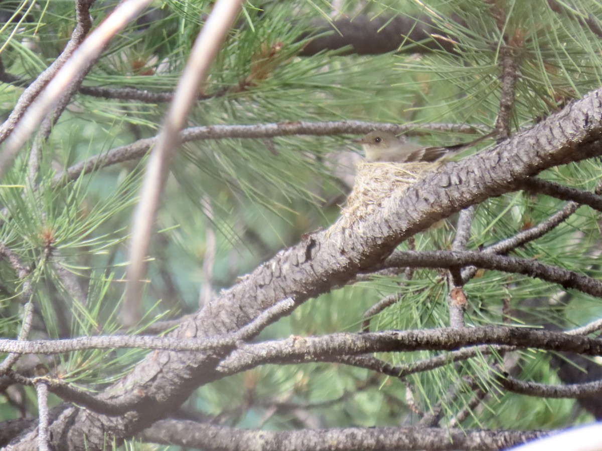 Western Wood-Pewee - diana beatty