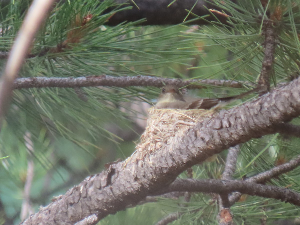 Western Wood-Pewee - ML620683012