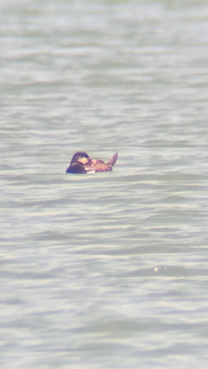 Ruddy Duck - ML620683015