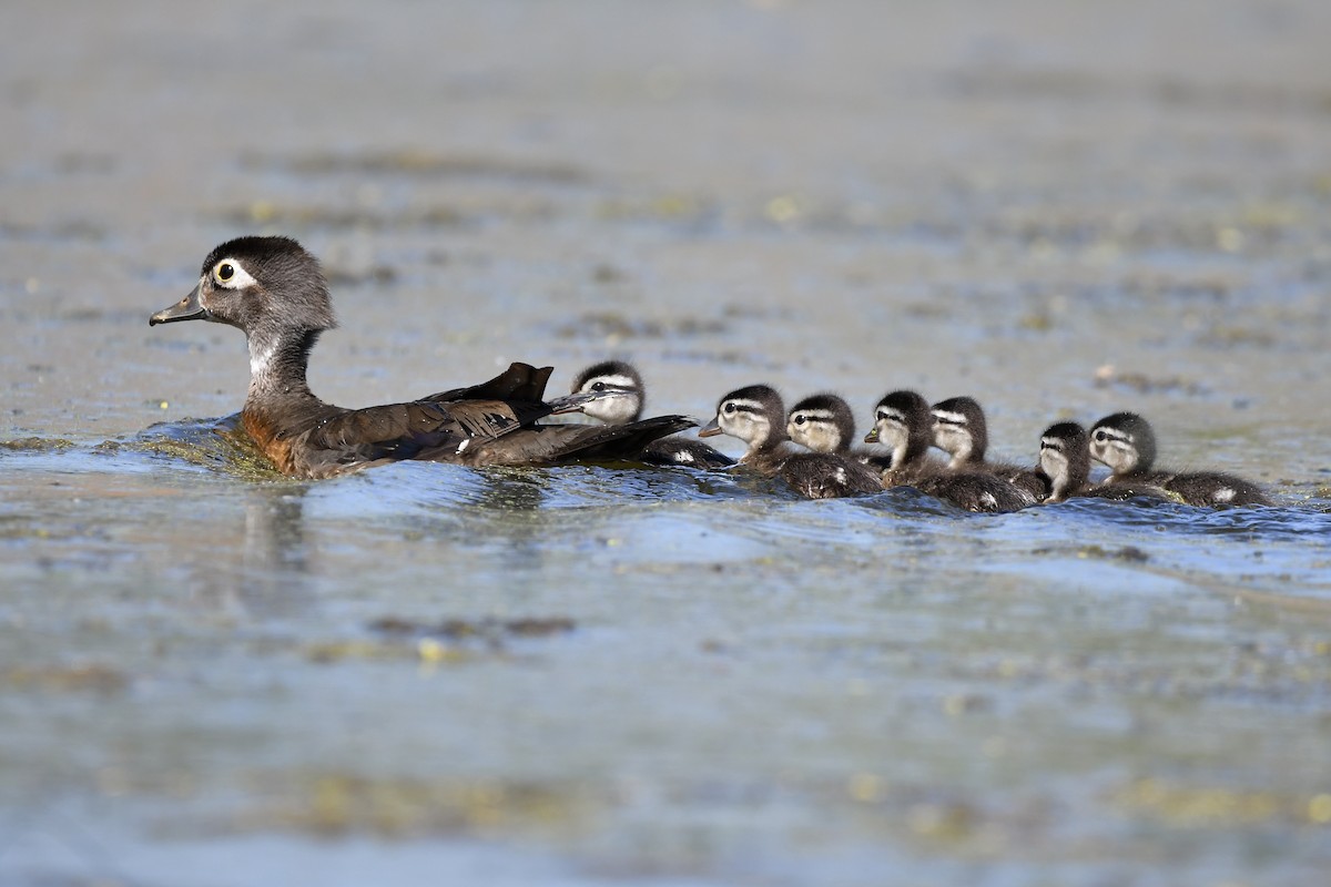 Wood Duck - ML620683021