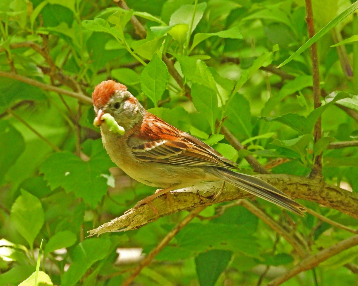 Field Sparrow - Aubrey Merrill