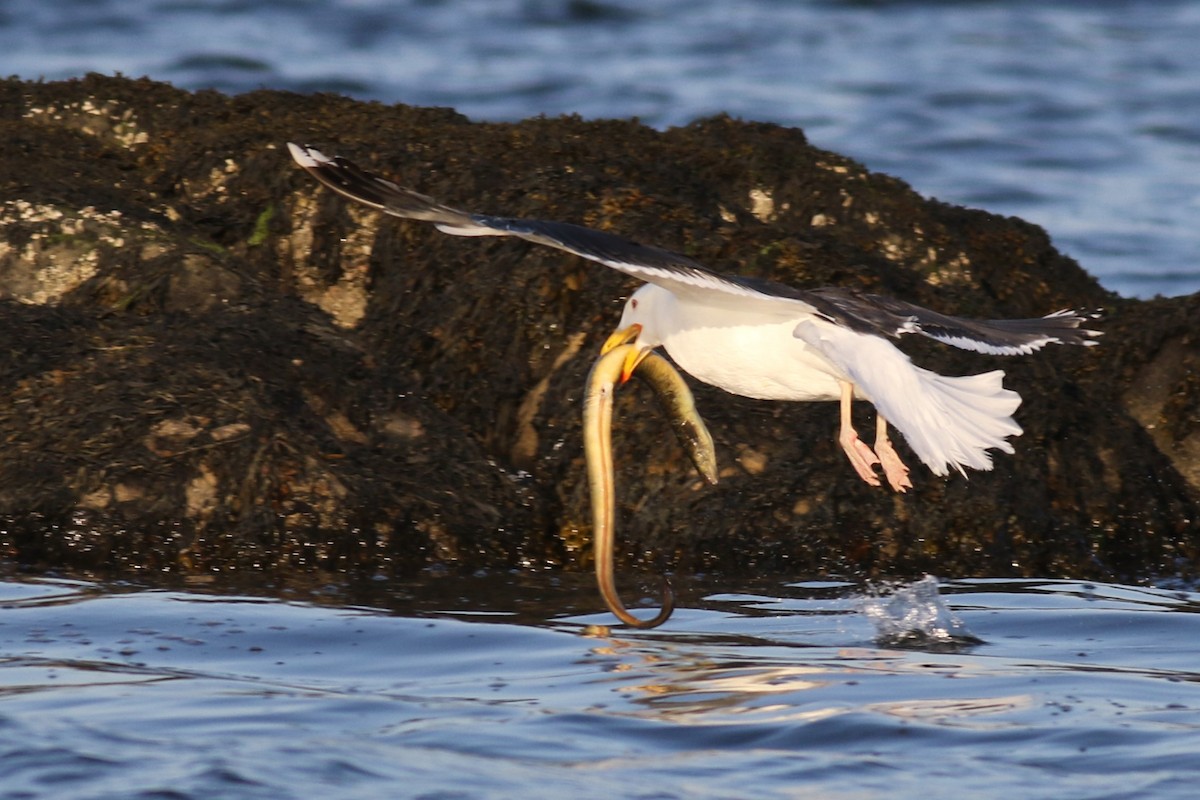 Great Black-backed Gull - ML620683025