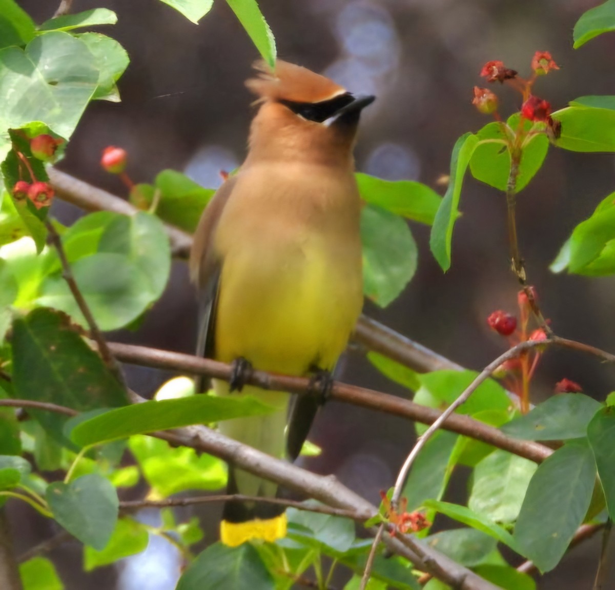 Cedar Waxwing - ML620683027