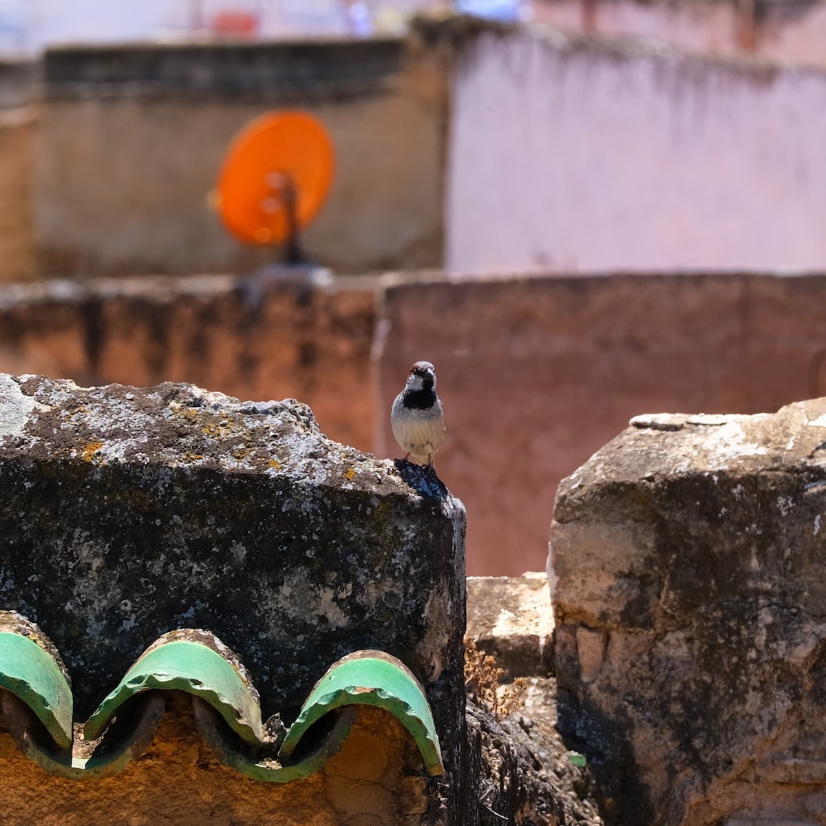 House Sparrow - ML620683028