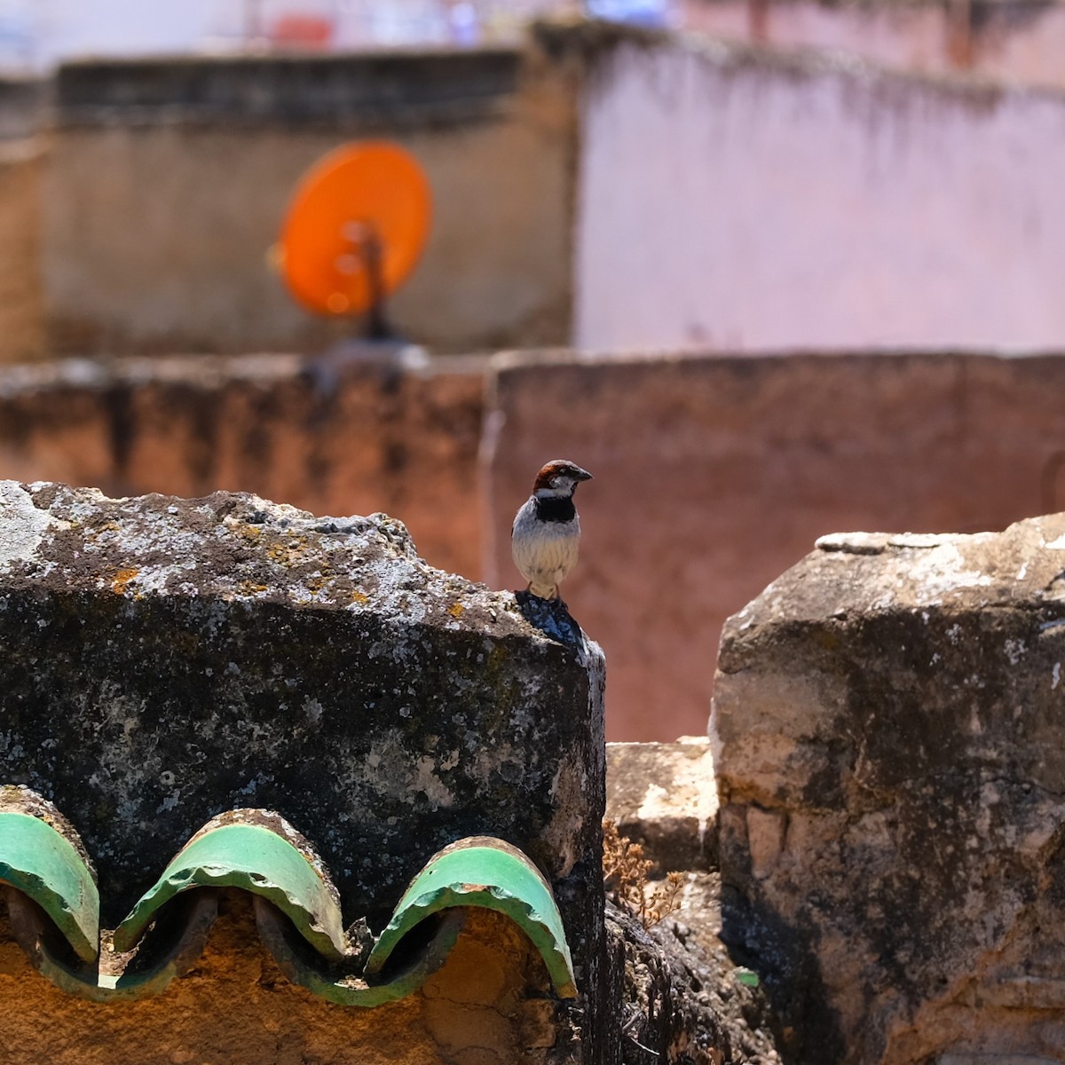 House Sparrow - ML620683029