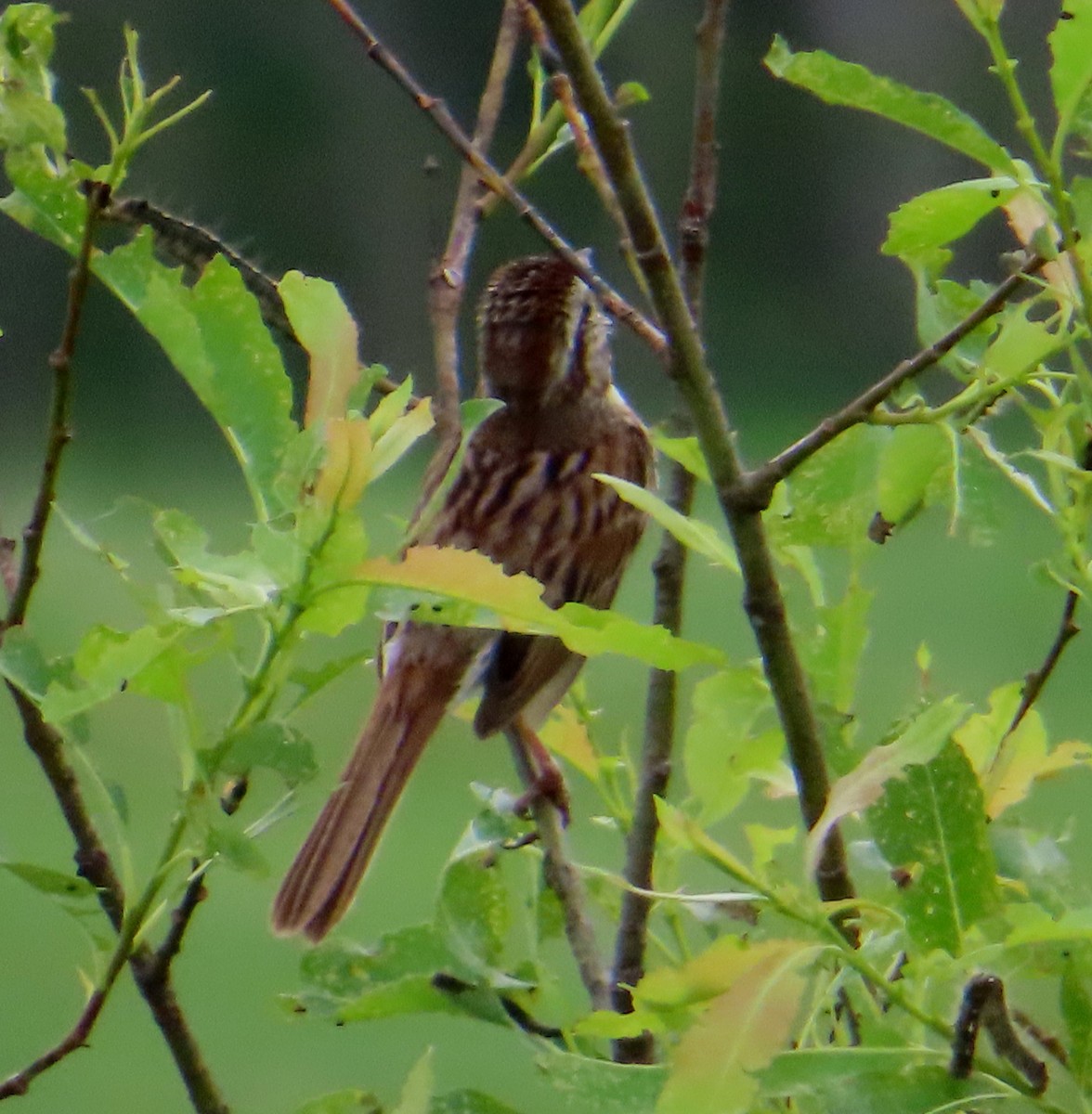 Song Sparrow - ML620683030