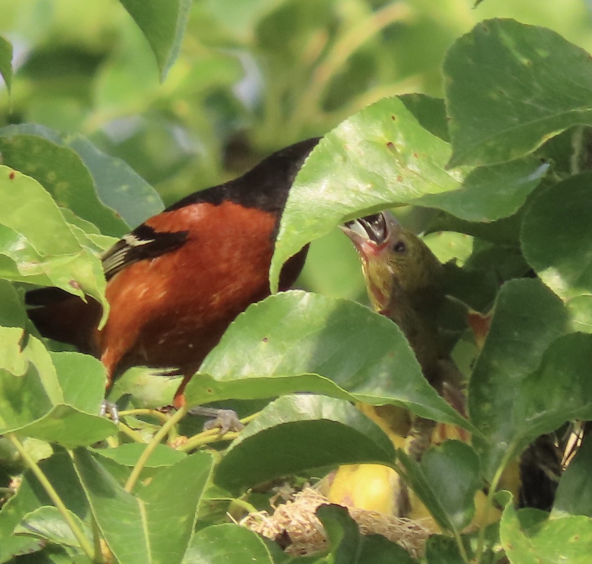 Orchard Oriole - ML620683033
