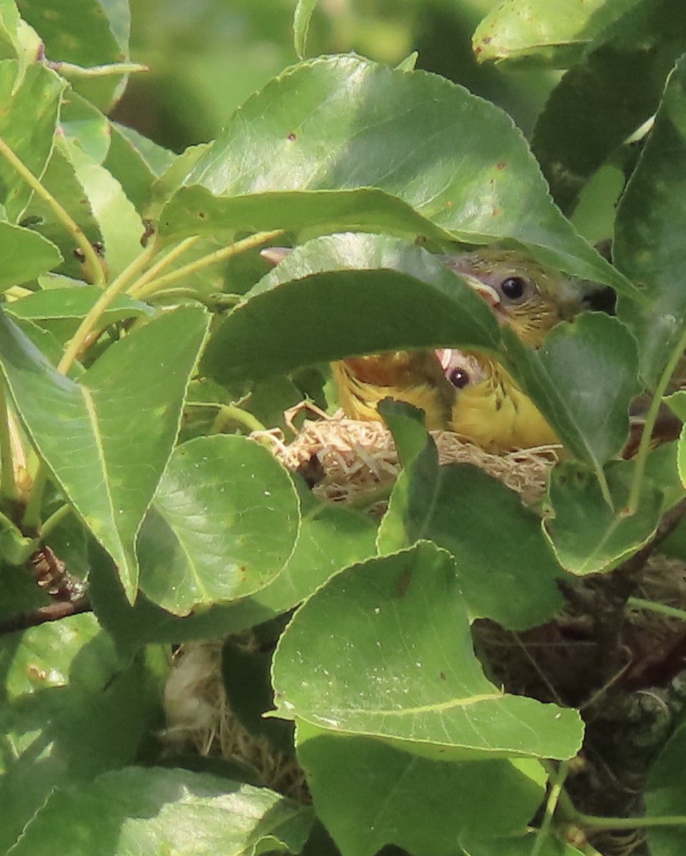 Orchard Oriole - ML620683034