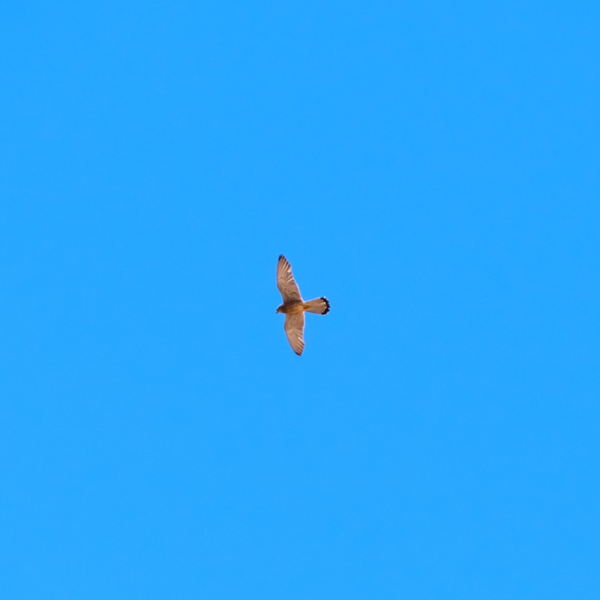 Lesser Kestrel - ML620683036