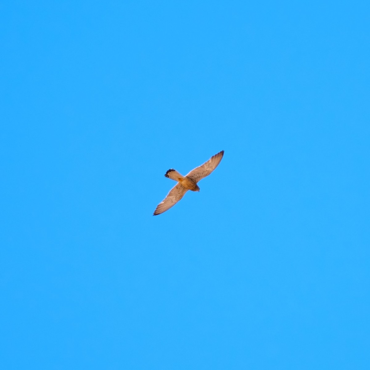 Lesser Kestrel - ML620683037