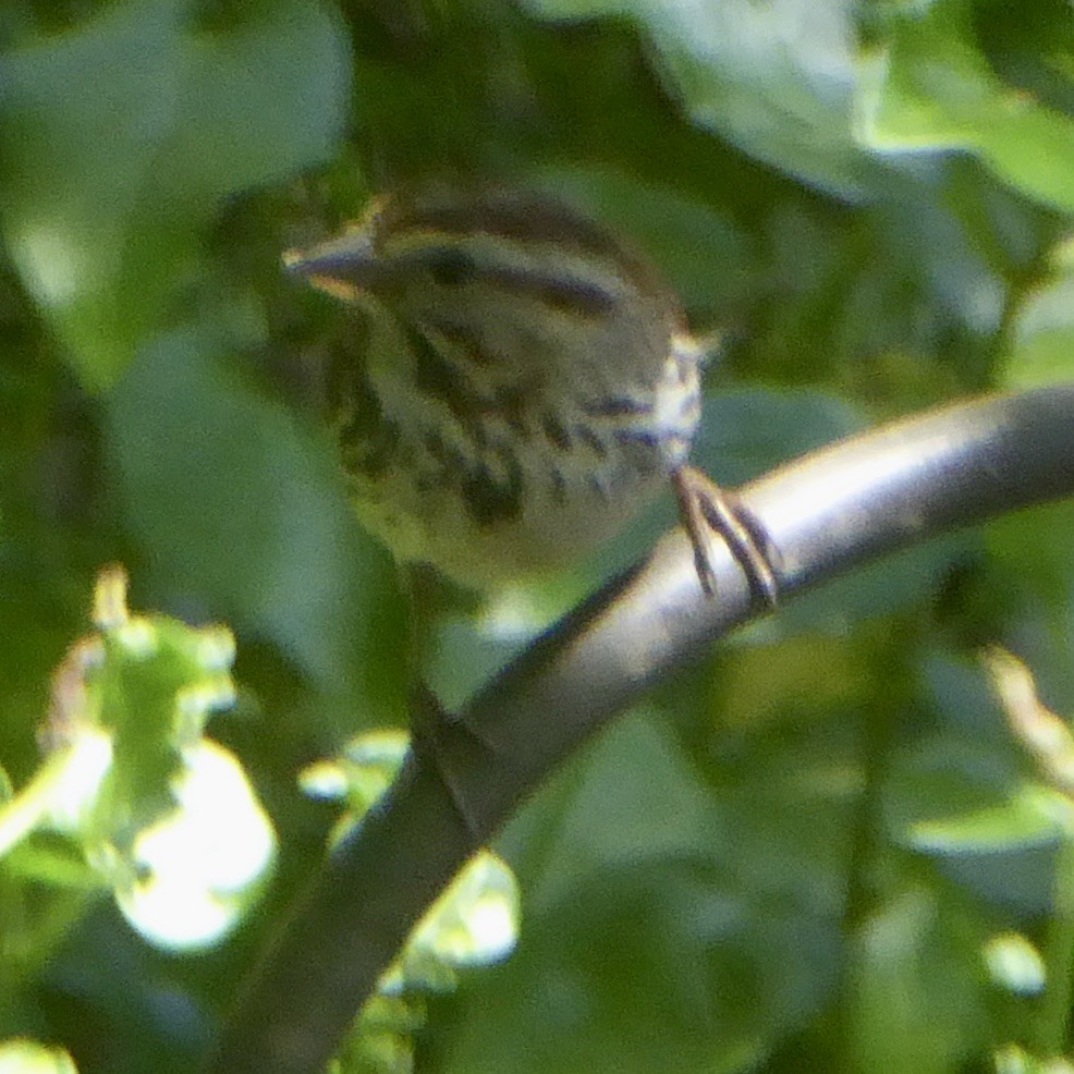 Song Sparrow - ML620683040