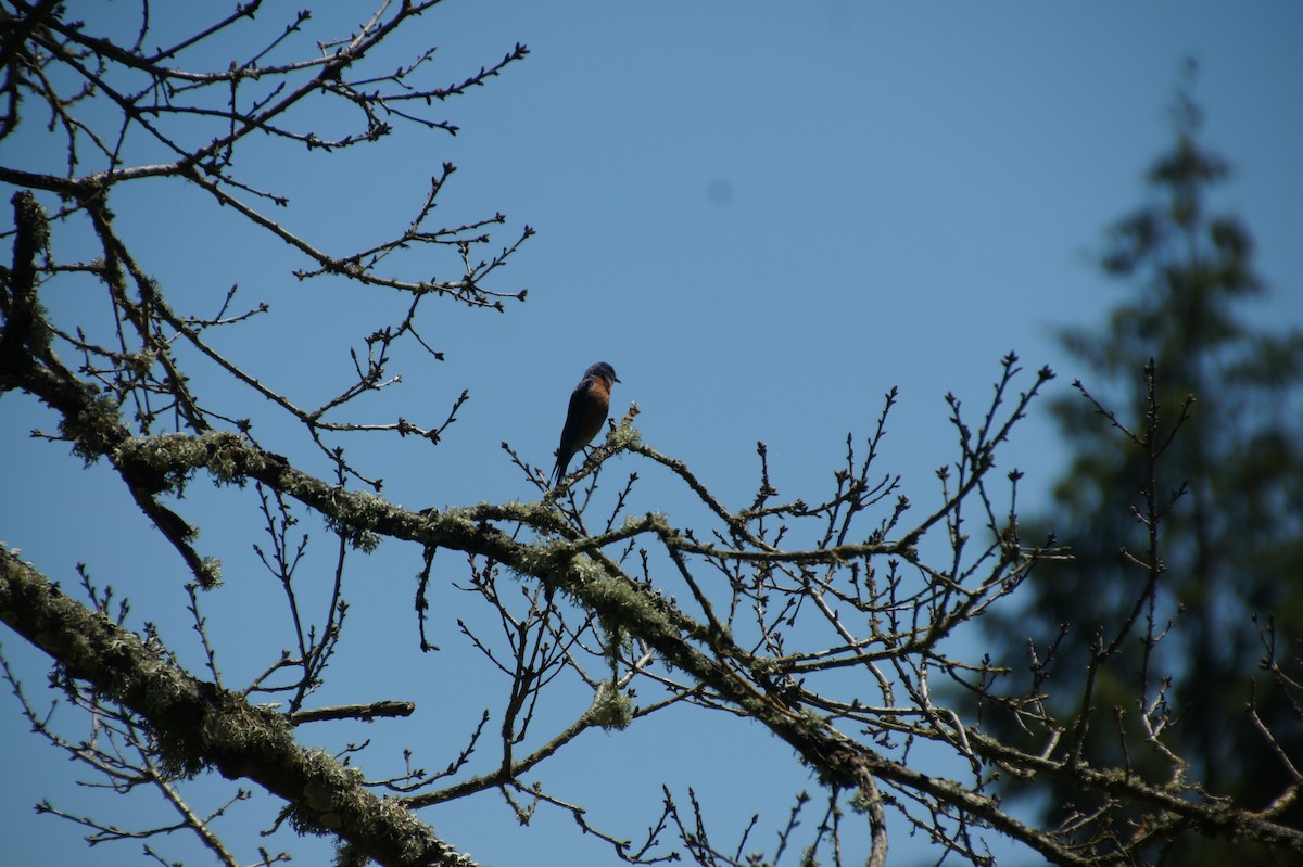 Western Bluebird - ML620683041