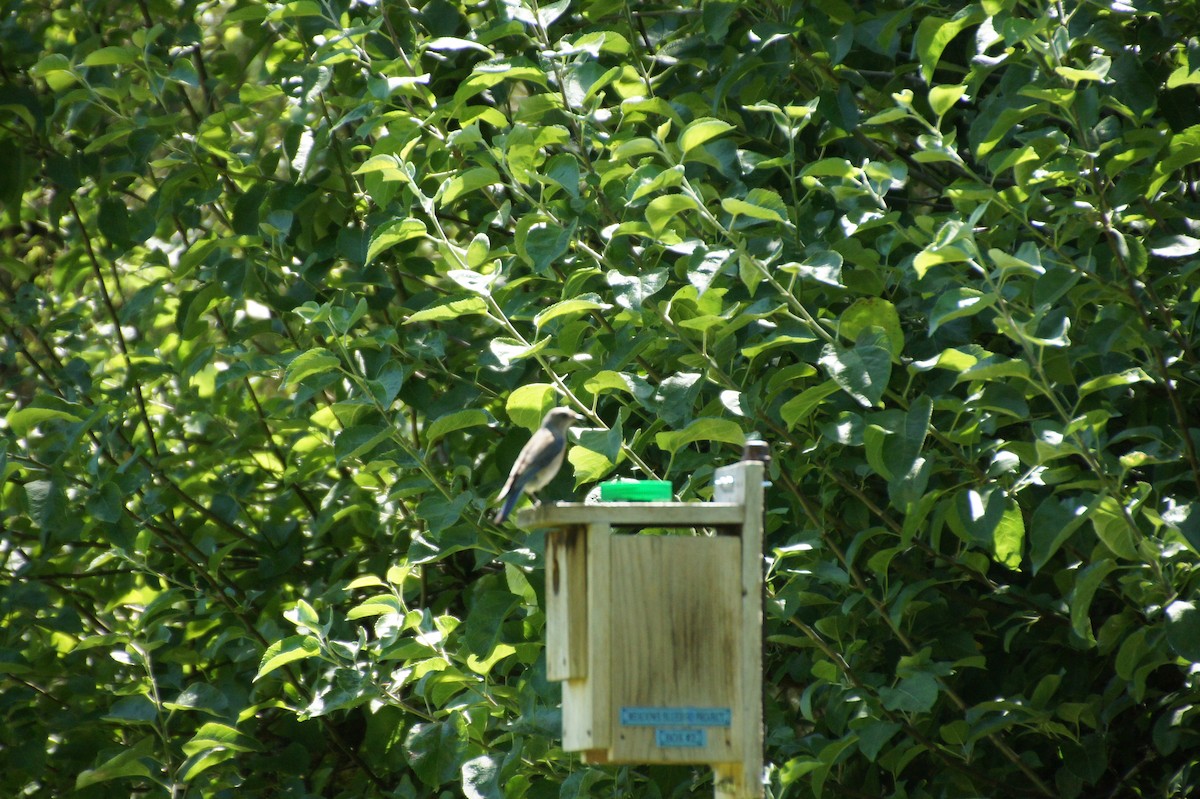 Western Bluebird - ML620683042