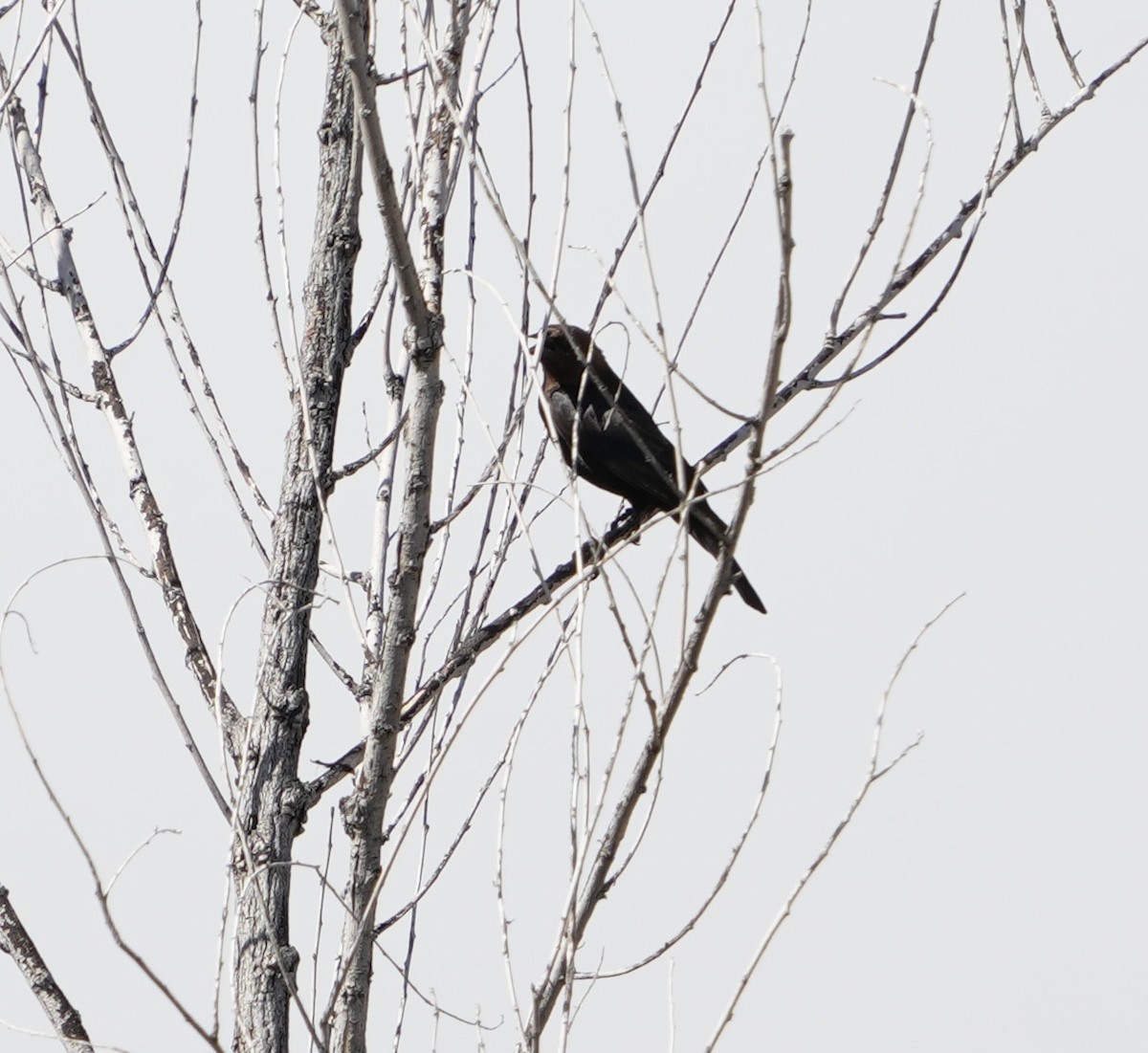 Brown-headed Cowbird - ML620683044