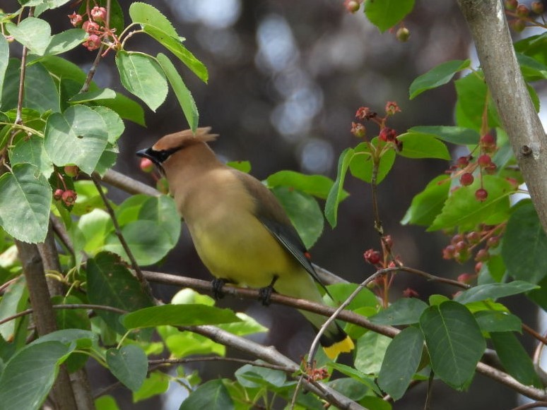 Cedar Waxwing - ML620683046