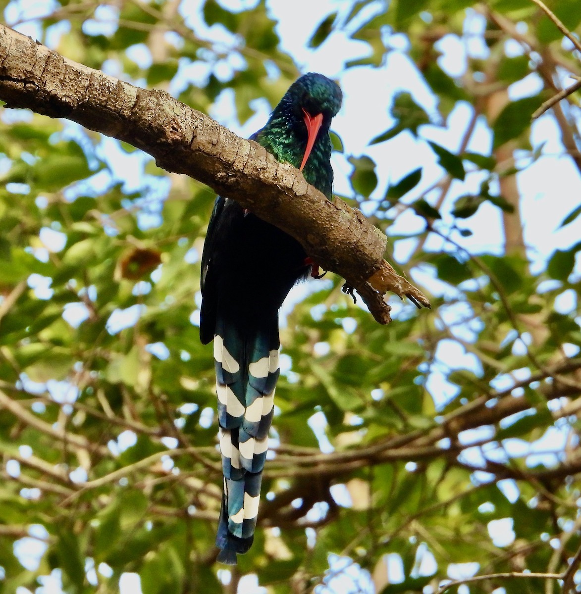 Green Woodhoopoe - ML620683049