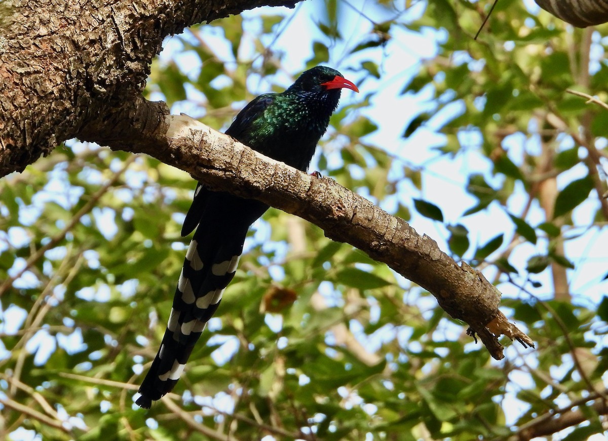 Green Woodhoopoe - ML620683052