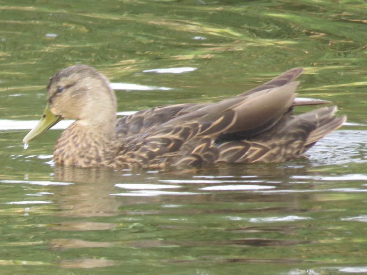 Mexican Duck - ML620683054