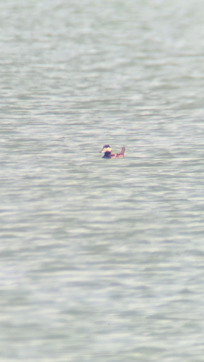 Ruddy Duck - John Wheelock