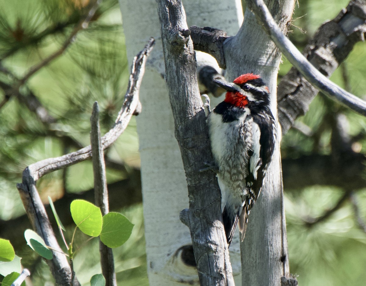 Red-naped Sapsucker - ML620683056