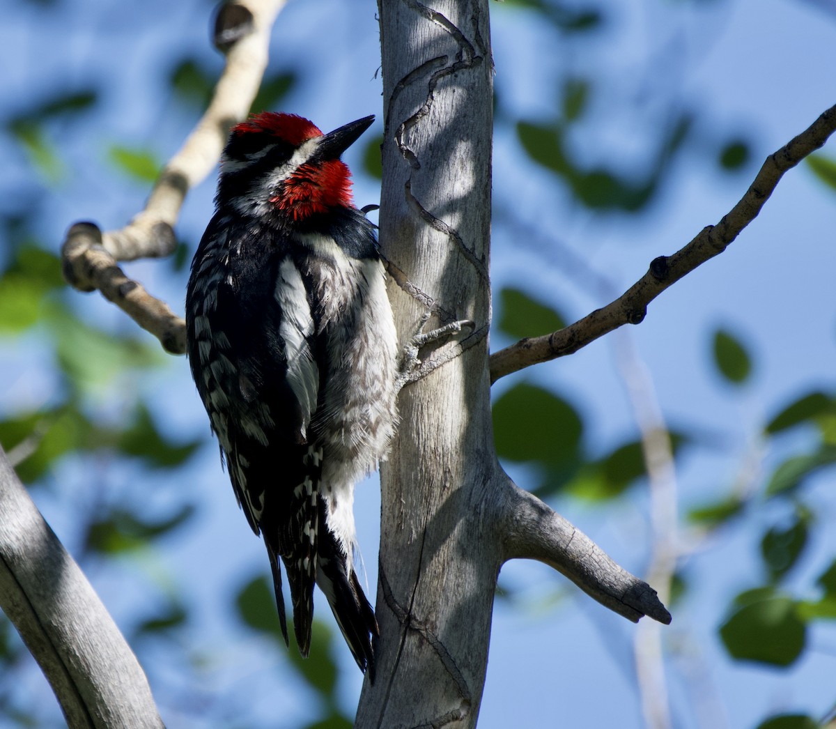 Red-naped Sapsucker - ML620683057