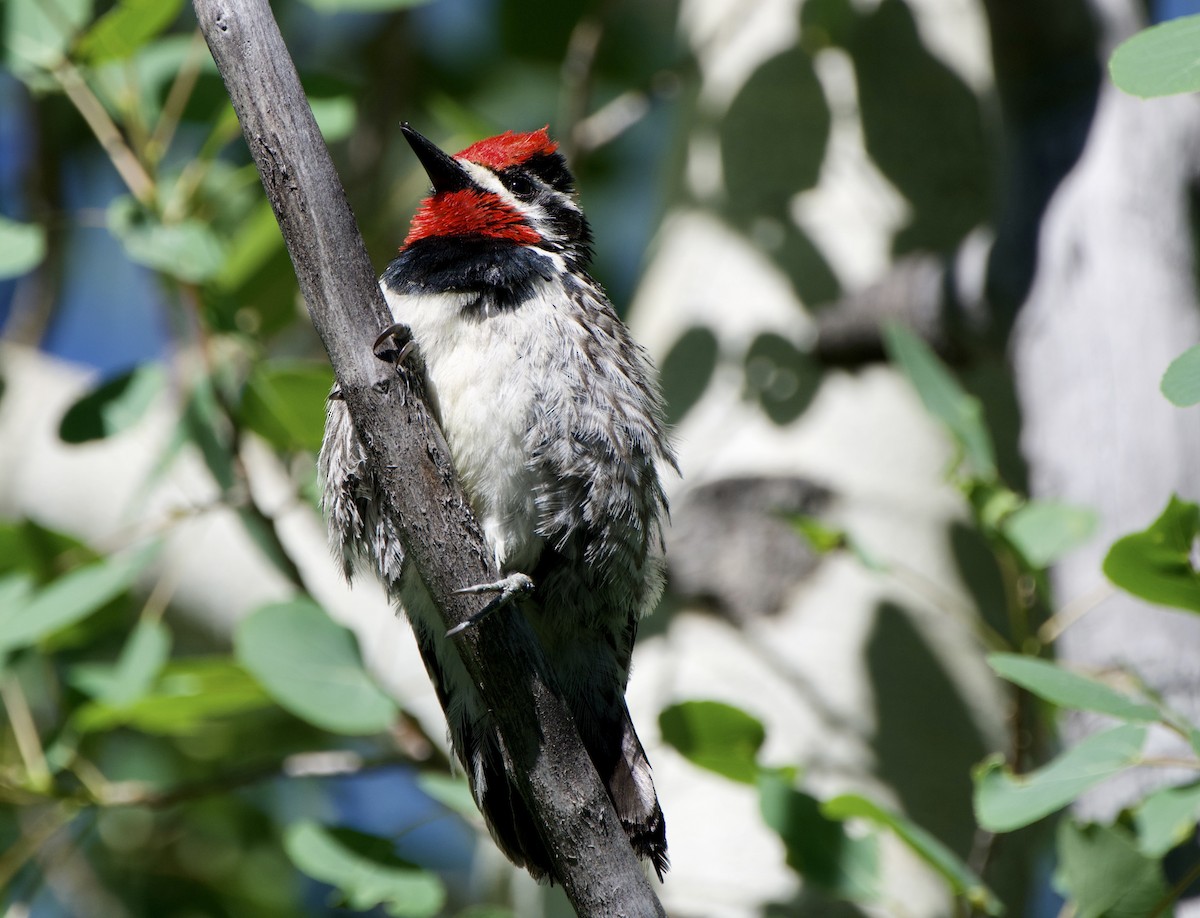 Red-naped Sapsucker - John Arthur