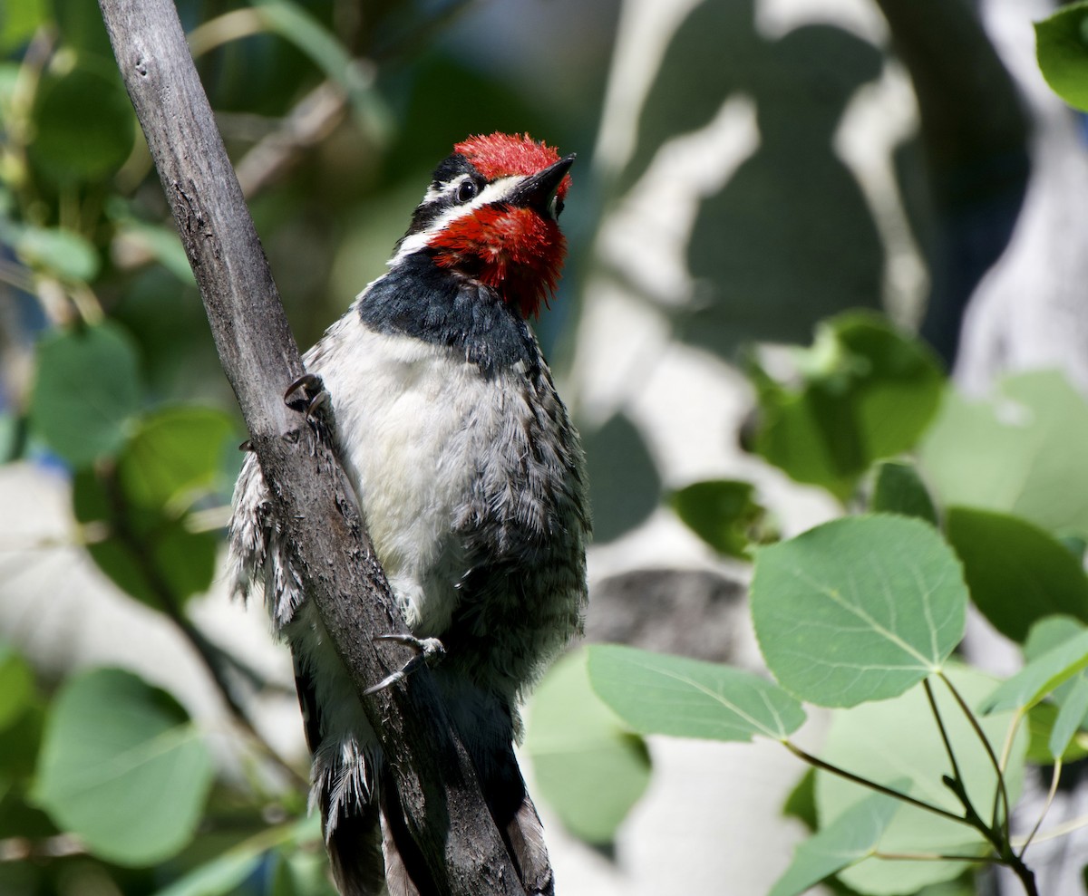 Red-naped Sapsucker - ML620683059