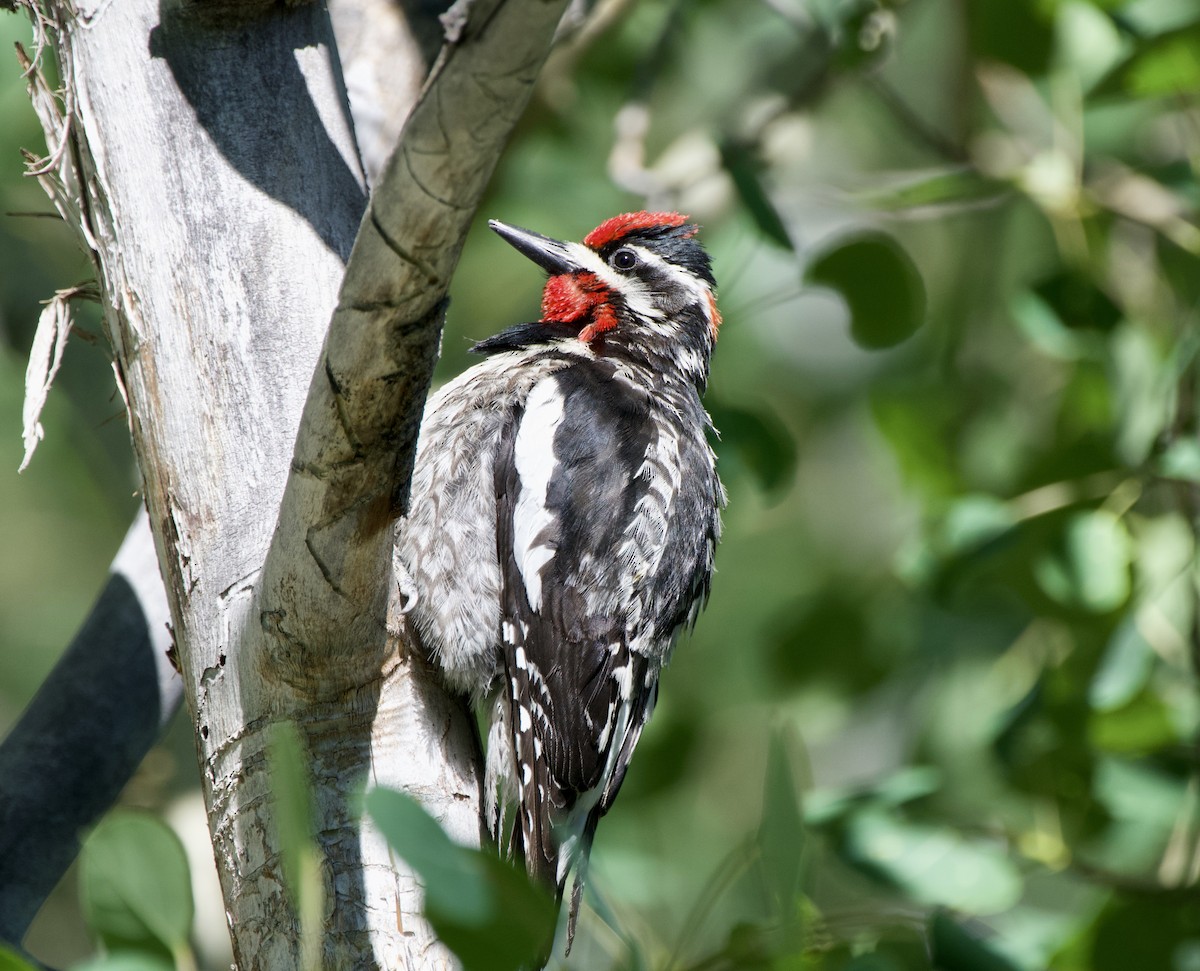 Red-naped Sapsucker - ML620683060