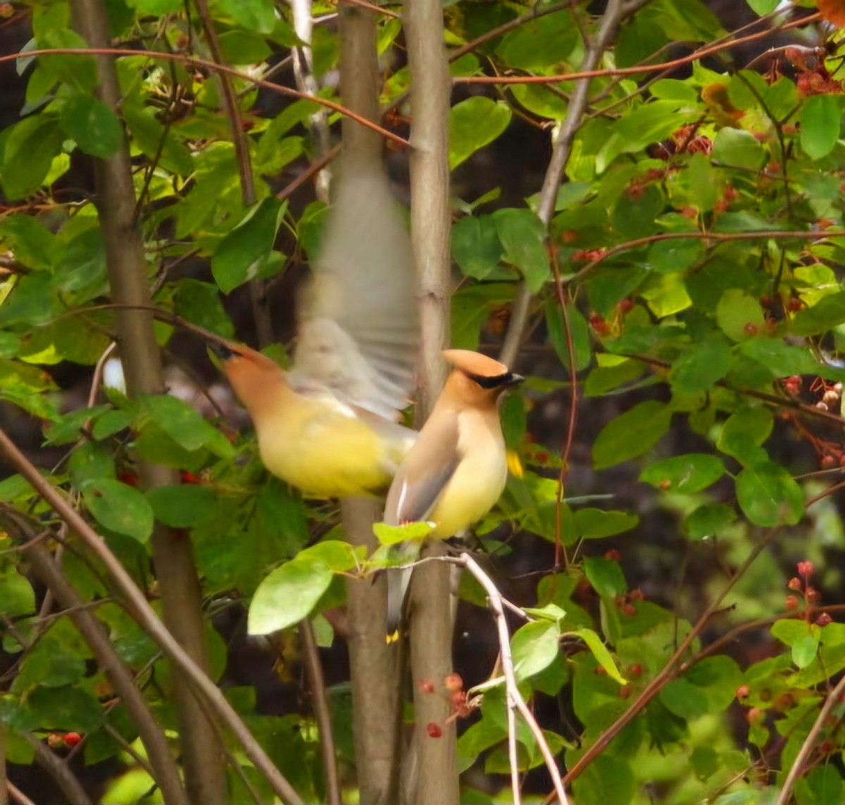 Cedar Waxwing - ML620683061