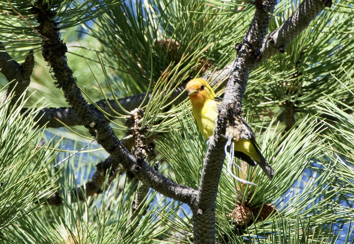 Western Tanager - ML620683062