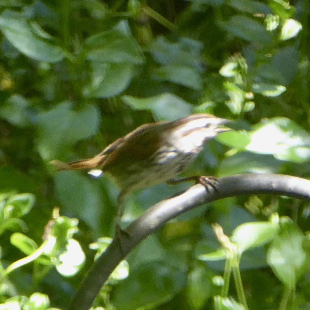 Song Sparrow - ML620683065