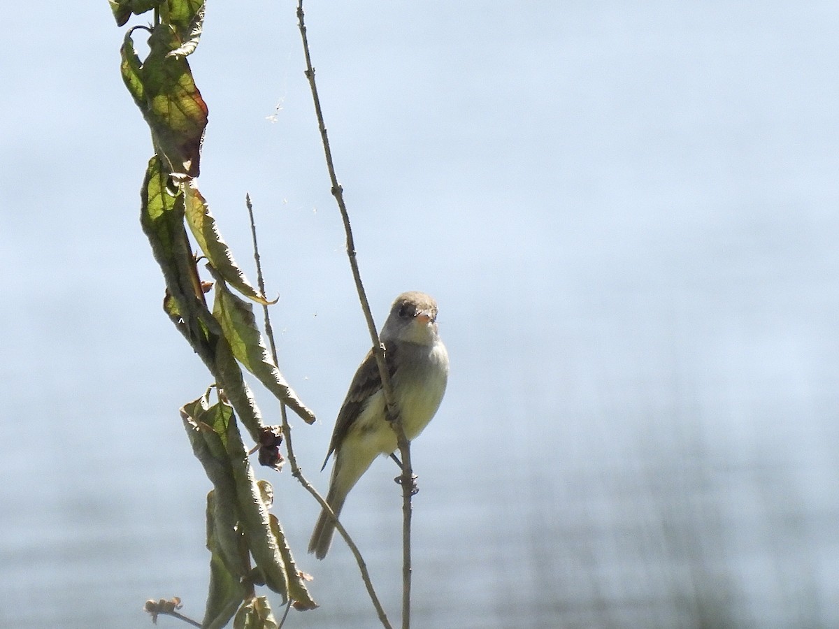 Willow Flycatcher - ML620683069