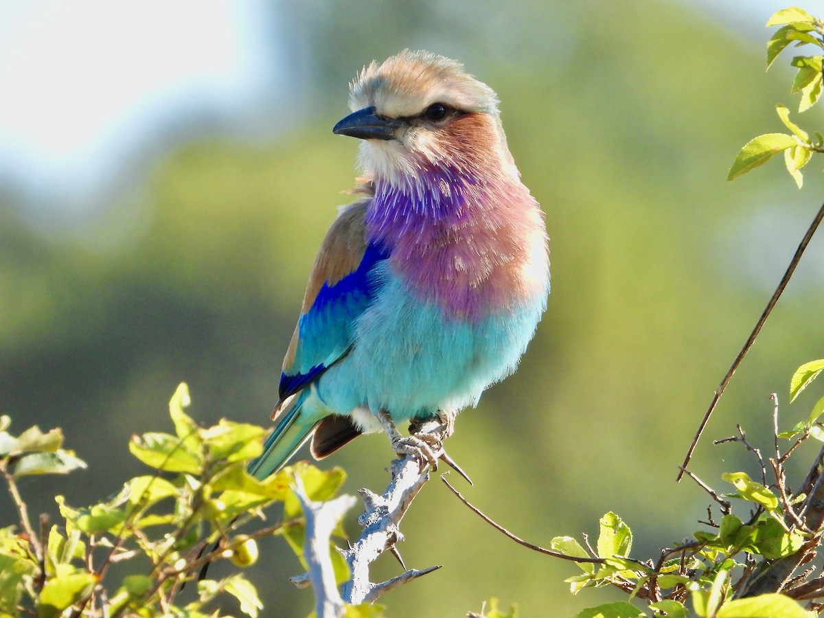 Lilac-breasted Roller - ML620683071