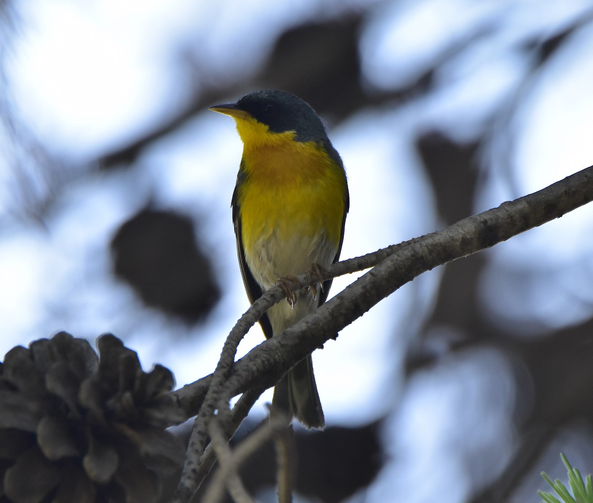 Tropical Parula - ML620683080