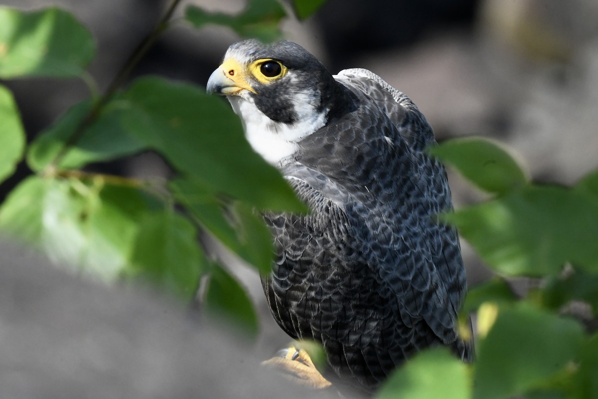 Peregrine Falcon - ML620683082