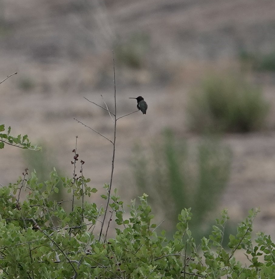 Black-chinned Hummingbird - ML620683087