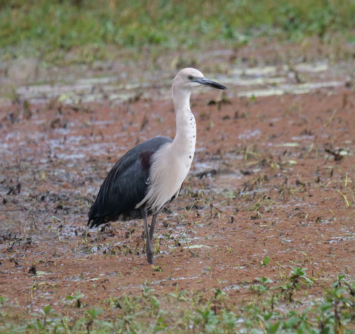 Garza Cuelliblanca - ML620683089