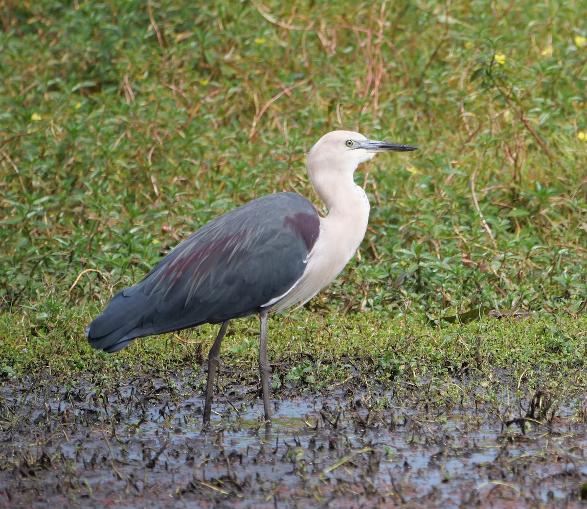 Garza Cuelliblanca - ML620683090