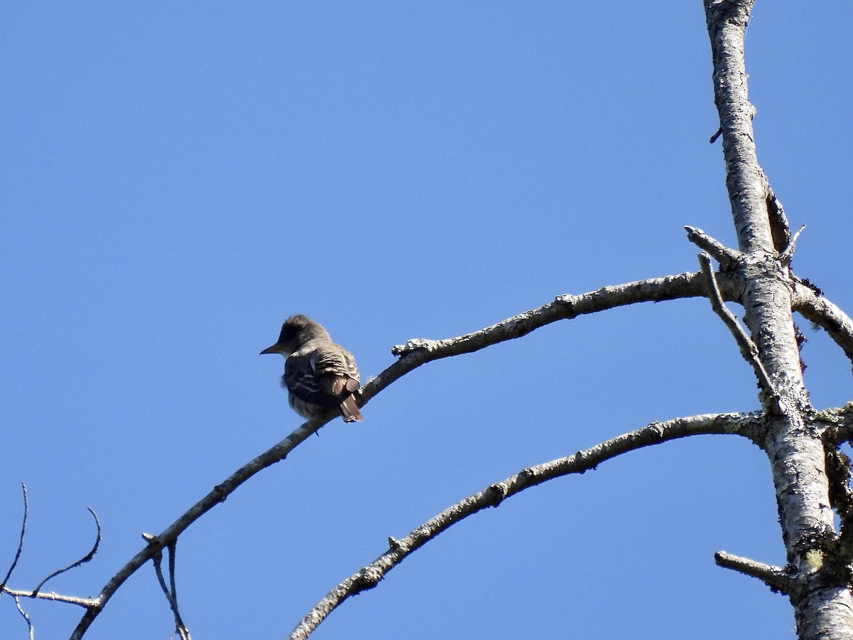 Olive-sided Flycatcher - ML620683095