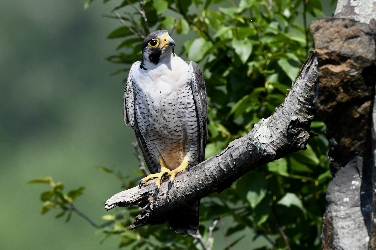 Peregrine Falcon - ML620683096