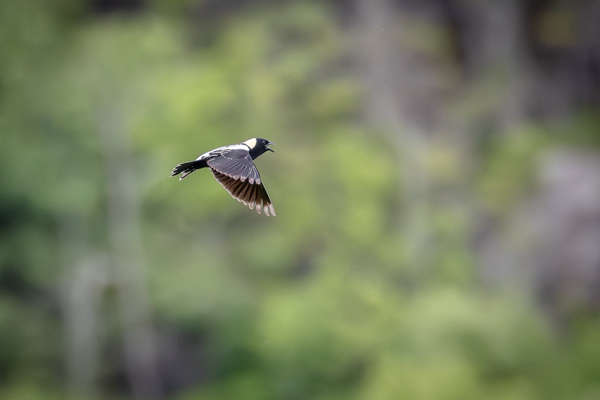 bobolink americký - ML620683097