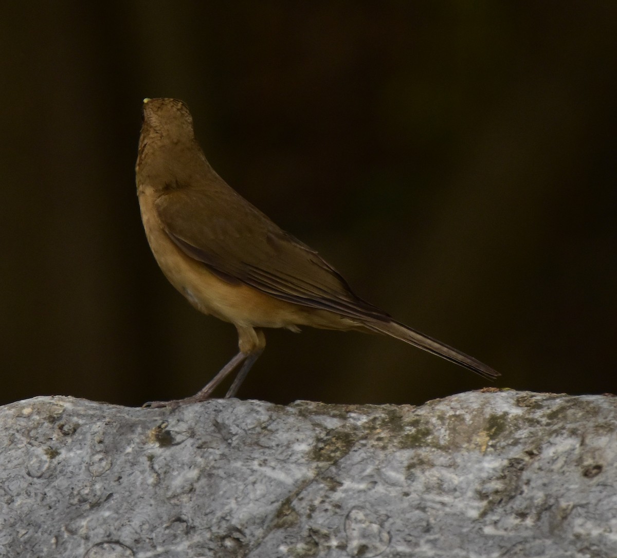 Clay-colored Thrush - ML620683102