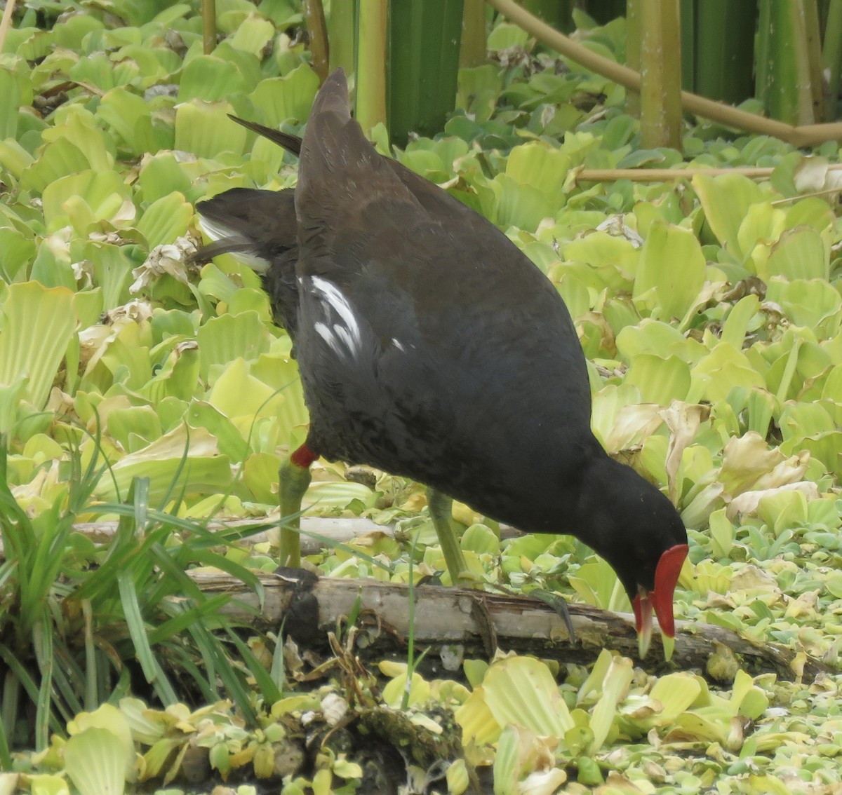 Gallinule d'Amérique - ML620683104