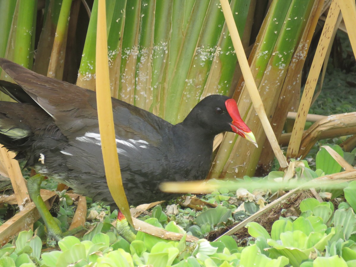 Gallinule d'Amérique - ML620683105