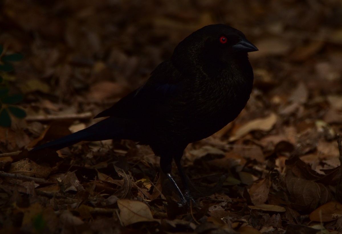 Bronzed Cowbird - ML620683107