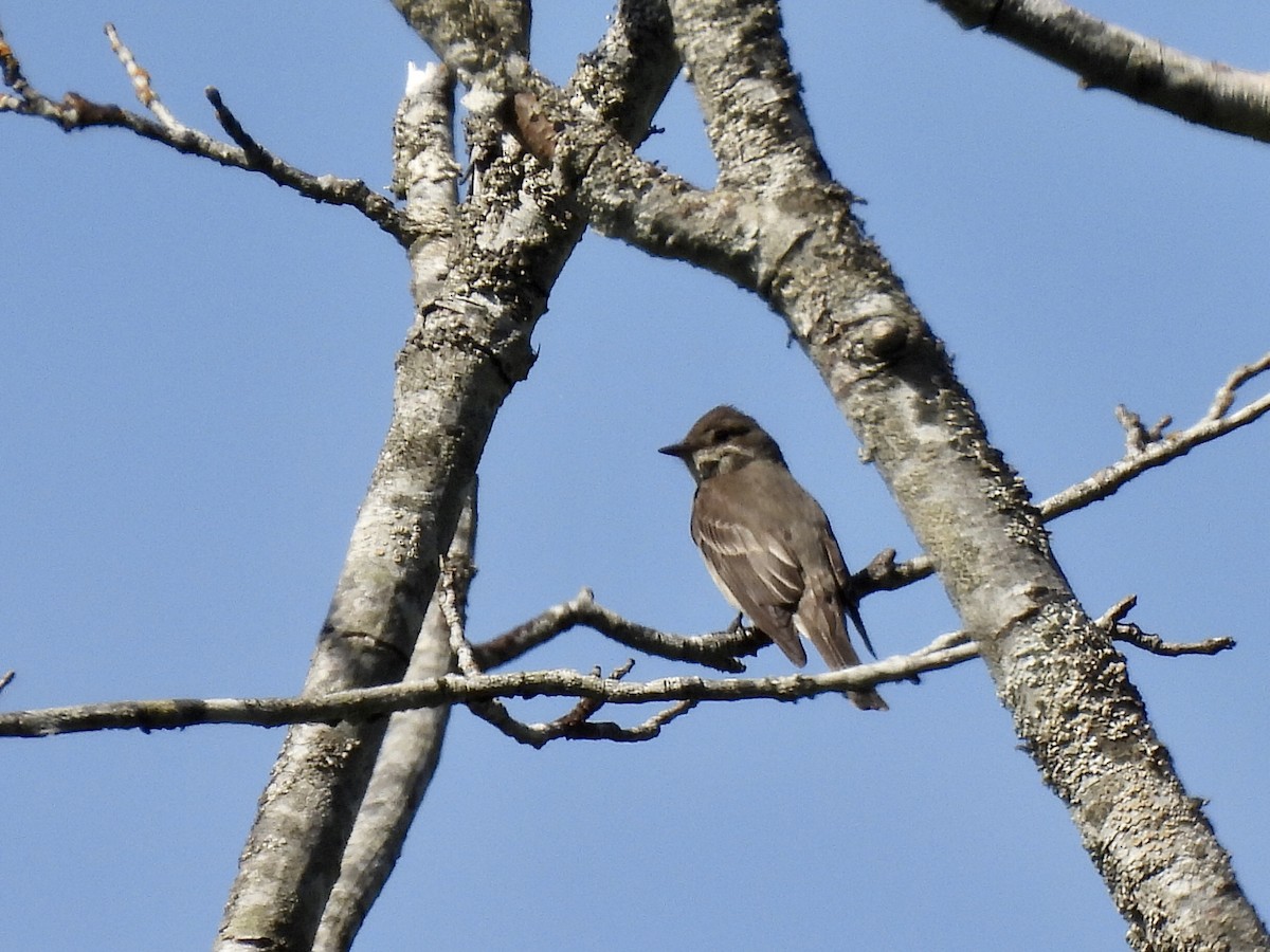 Western Wood-Pewee - ML620683109