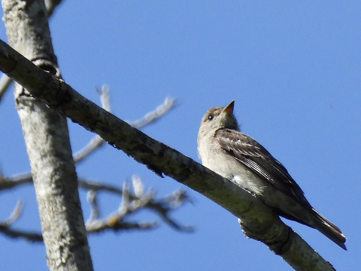 Blasskehl-Schnäppertyrann - ML620683110