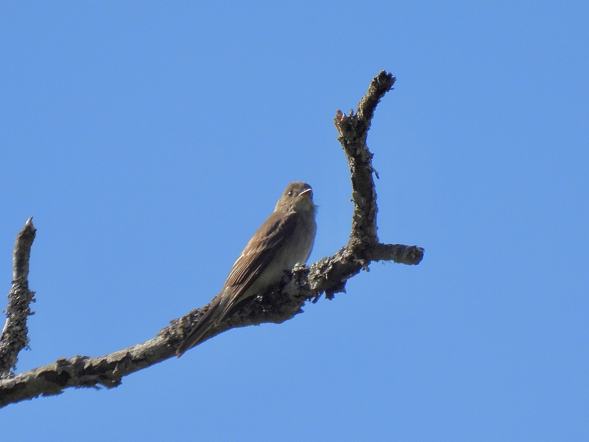 Western Wood-Pewee - ML620683111